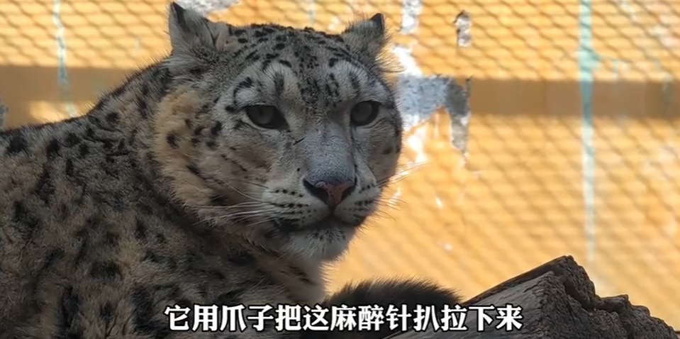 那个“靠可爱吃饭”的小网红,离开我们了。休闲区蓝鸢梦想 - Www.slyday.coM 那个“靠可爱吃饭”的小网红,离开我们了。休闲区蓝鸢梦想 - Www.slyday.coM