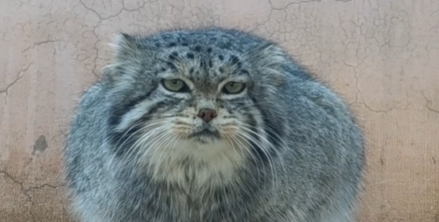 那个“靠可爱吃饭”的小网红,离开我们了。休闲区蓝鸢梦想 - Www.slyday.coM 那个“靠可爱吃饭”的小网红,离开我们了。休闲区蓝鸢梦想 - Www.slyday.coM