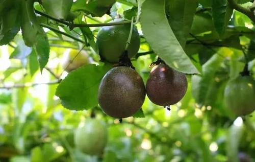 百香果干褶皱蕴藏什么秘密?最新研究称或启发机器人设计休闲区蓝鸢梦想 - Www.slyday.coM 百香果干褶皱蕴藏什么秘密?最新研究称或启发机器人设计休闲区蓝鸢梦想 - Www.slyday.coM