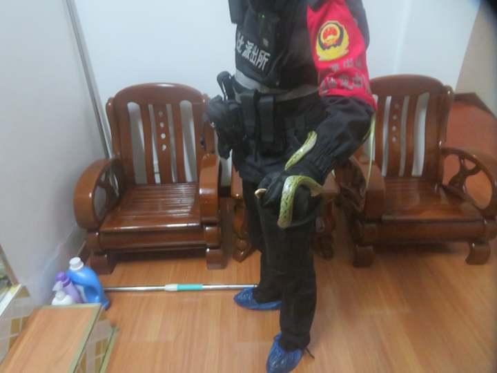 这个季节居然还有蛇!嘉兴有人在家里发现了一米多长的“大家伙”休闲区蓝鸢梦想 - Www.slyday.coM 这个季节居然还有蛇!嘉兴有人在家里发现了一米多长的“大家伙”休闲区蓝鸢梦想 - Www.slyday.coM