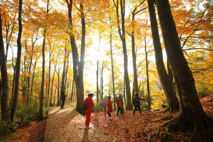 官宣!光雾山红叶节即将开幕休闲区蓝鸢梦想 - Www.slyday.coM 官宣!光雾山红叶节即将开幕休闲区蓝鸢梦想 - Www.slyday.coM