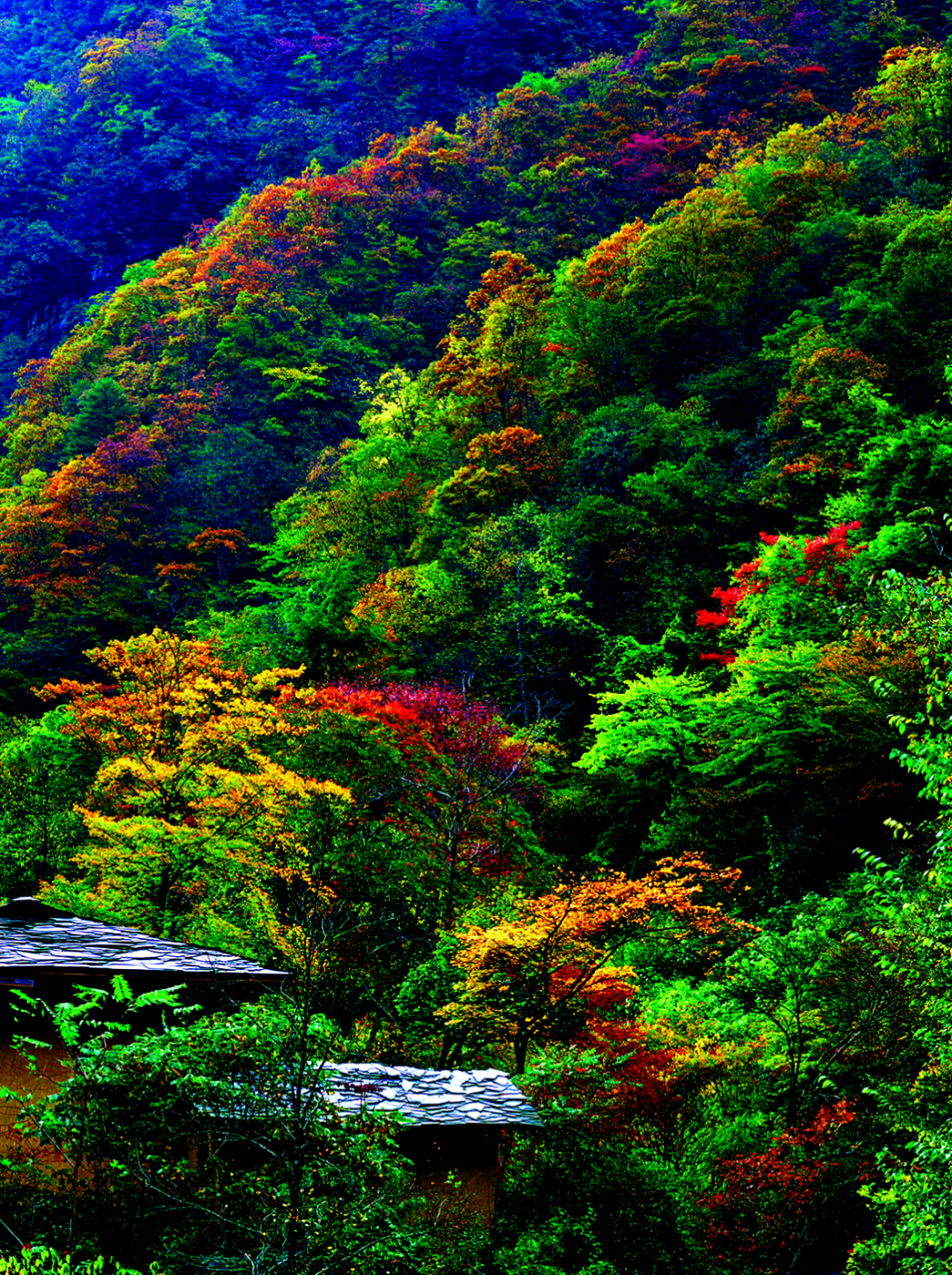 就在明天!陕西人的朋友圈将被TA刷屏休闲区蓝鸢梦想 - Www.slyday.coM 就在明天!陕西人的朋友圈将被TA刷屏休闲区蓝鸢梦想 - Www.slyday.coM