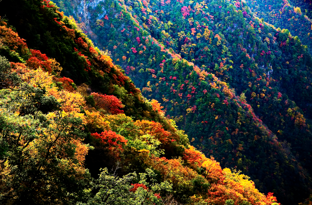 就在明天!陕西人的朋友圈将被TA刷屏休闲区蓝鸢梦想 - Www.slyday.coM 就在明天!陕西人的朋友圈将被TA刷屏休闲区蓝鸢梦想 - Www.slyday.coM