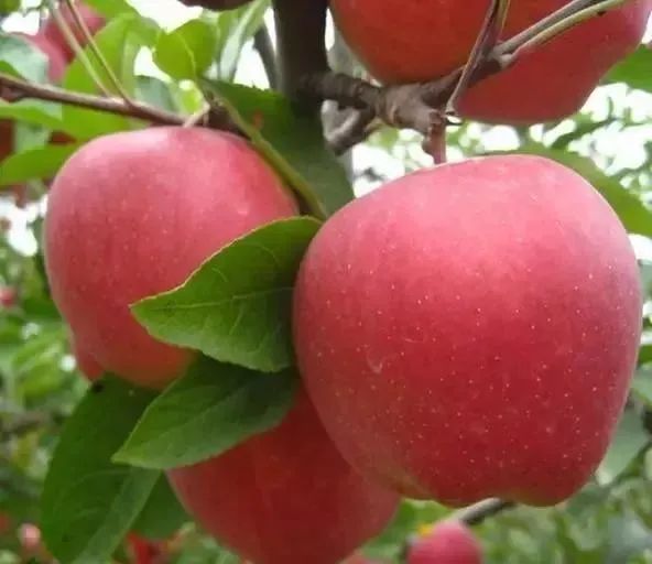 陕西人的秋天,到底有多少“诱惑”休闲区蓝鸢梦想 - Www.slyday.coM 陕西人的秋天,到底有多少“诱惑”休闲区蓝鸢梦想 - Www.slyday.coM