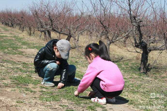 荠菜,春天的味道休闲区蓝鸢梦想 - Www.slyday.coM 荠菜,春天的味道休闲区蓝鸢梦想 - Www.slyday.coM