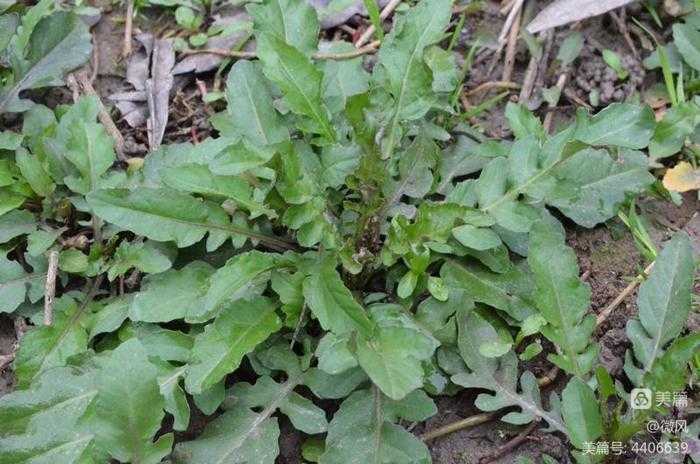 荠菜,春天的味道休闲区蓝鸢梦想 - Www.slyday.coM 荠菜,春天的味道休闲区蓝鸢梦想 - Www.slyday.coM