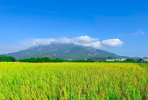 告别海南过冬老套路，这个冬天来“蓬莱仙境”体验候鸟式养老|罗浮山|海南省|蓬莱市_新浪新闻