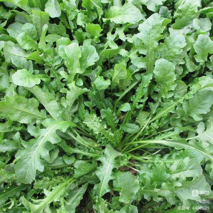 荠菜,春天的味道休闲区蓝鸢梦想 - Www.slyday.coM 荠菜,春天的味道休闲区蓝鸢梦想 - Www.slyday.coM