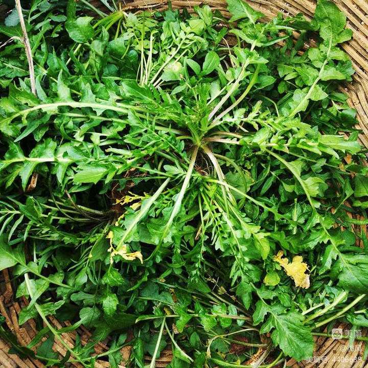 荠菜,春天的味道休闲区蓝鸢梦想 - Www.slyday.coM 荠菜,春天的味道休闲区蓝鸢梦想 - Www.slyday.coM