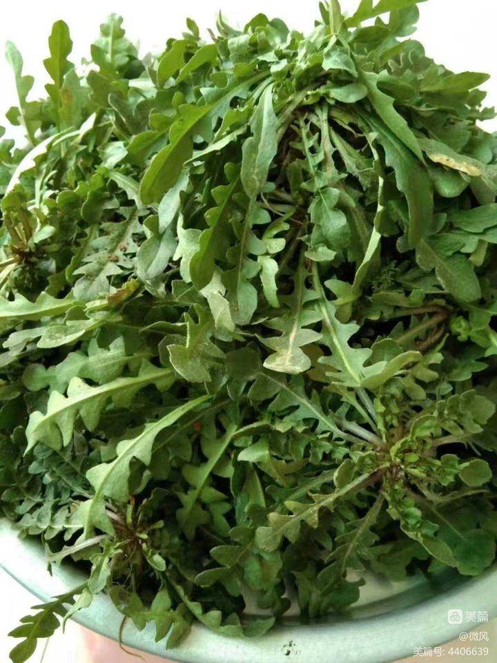 荠菜,春天的味道休闲区蓝鸢梦想 - Www.slyday.coM 荠菜,春天的味道休闲区蓝鸢梦想 - Www.slyday.coM