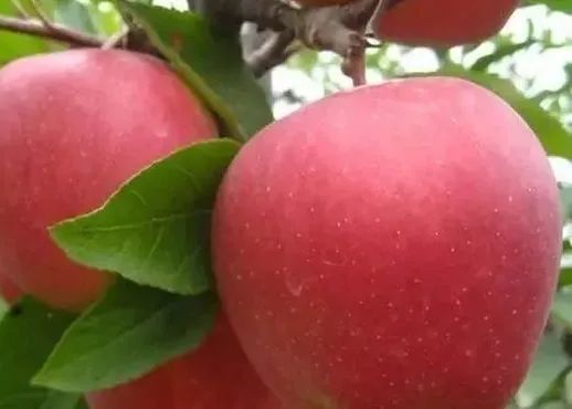 陕西人的秋天,到底有多少“诱惑”休闲区蓝鸢梦想 - Www.slyday.coM 陕西人的秋天,到底有多少“诱惑”休闲区蓝鸢梦想 - Www.slyday.coM