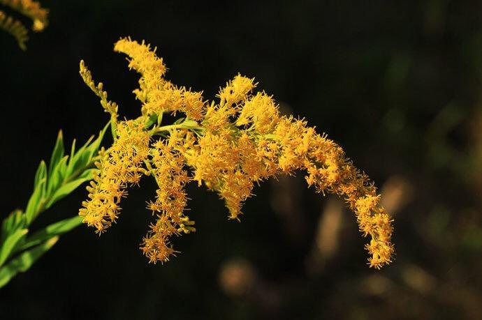 “加拿大一枝黄花”现身徐州,看见这种花,请上报!休闲区蓝鸢梦想 - Www.slyday.coM “加拿大一枝黄花”现身徐州,看见这种花,请上报!休闲区蓝鸢梦想 - Www.slyday.coM