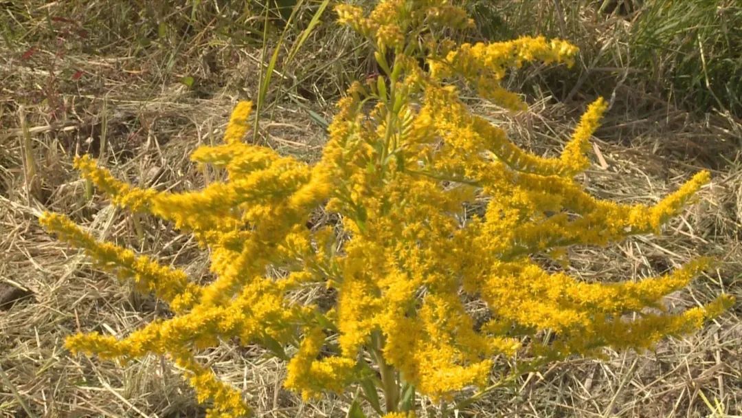 “加拿大一枝黄花”现身徐州,看见这种花,请上报!休闲区蓝鸢梦想 - Www.slyday.coM “加拿大一枝黄花”现身徐州,看见这种花,请上报!休闲区蓝鸢梦想 - Www.slyday.coM