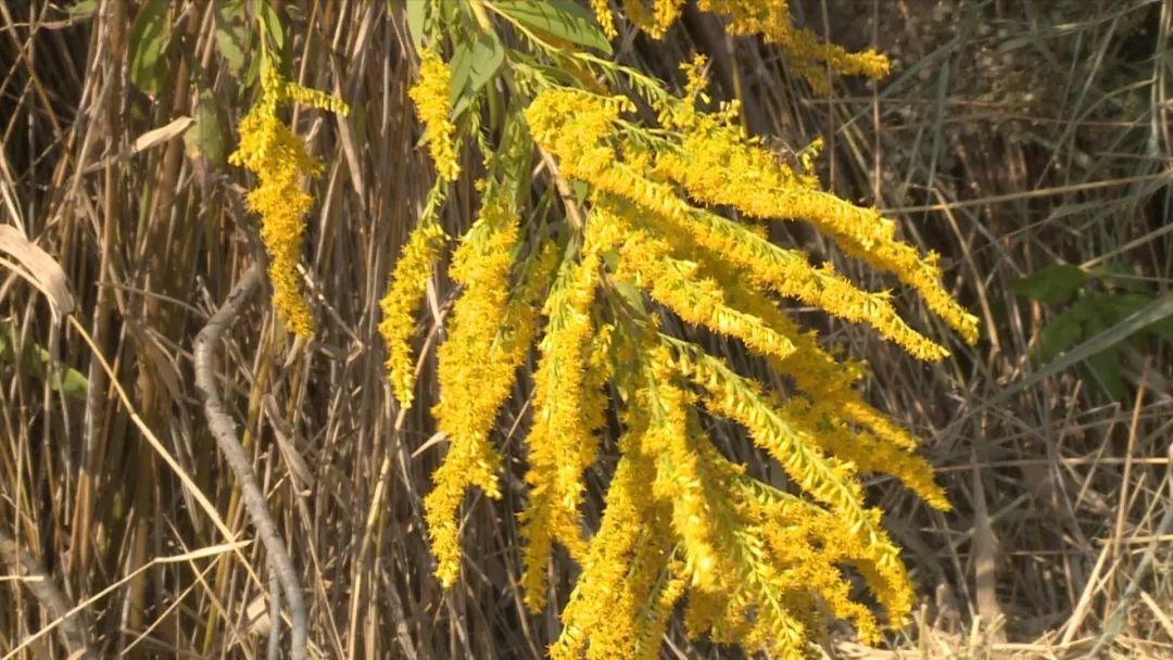 “加拿大一枝黄花”现身徐州,看见这种花,请上报!休闲区蓝鸢梦想 - Www.slyday.coM “加拿大一枝黄花”现身徐州,看见这种花,请上报!休闲区蓝鸢梦想 - Www.slyday.coM
