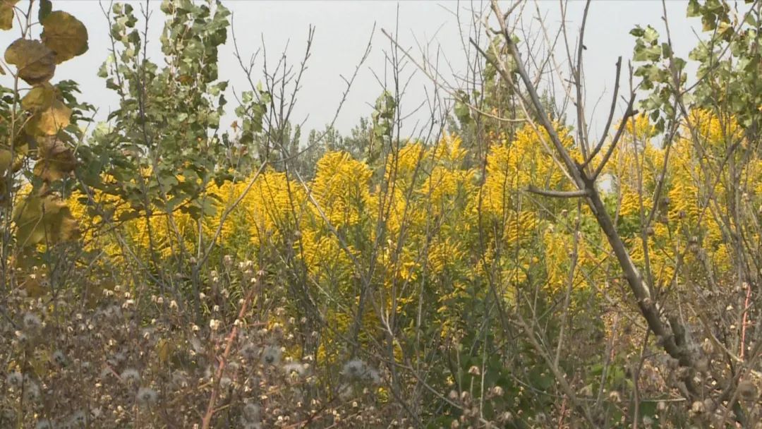 “加拿大一枝黄花”现身徐州,看见这种花,请上报!休闲区蓝鸢梦想 - Www.slyday.coM “加拿大一枝黄花”现身徐州,看见这种花,请上报!休闲区蓝鸢梦想 - Www.slyday.coM