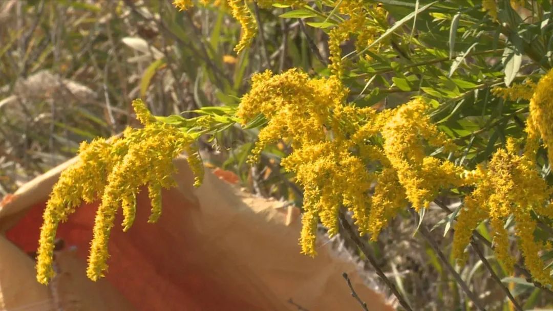 “加拿大一枝黄花”现身徐州,看见这种花,请上报!休闲区蓝鸢梦想 - Www.slyday.coM “加拿大一枝黄花”现身徐州,看见这种花,请上报!休闲区蓝鸢梦想 - Www.slyday.coM