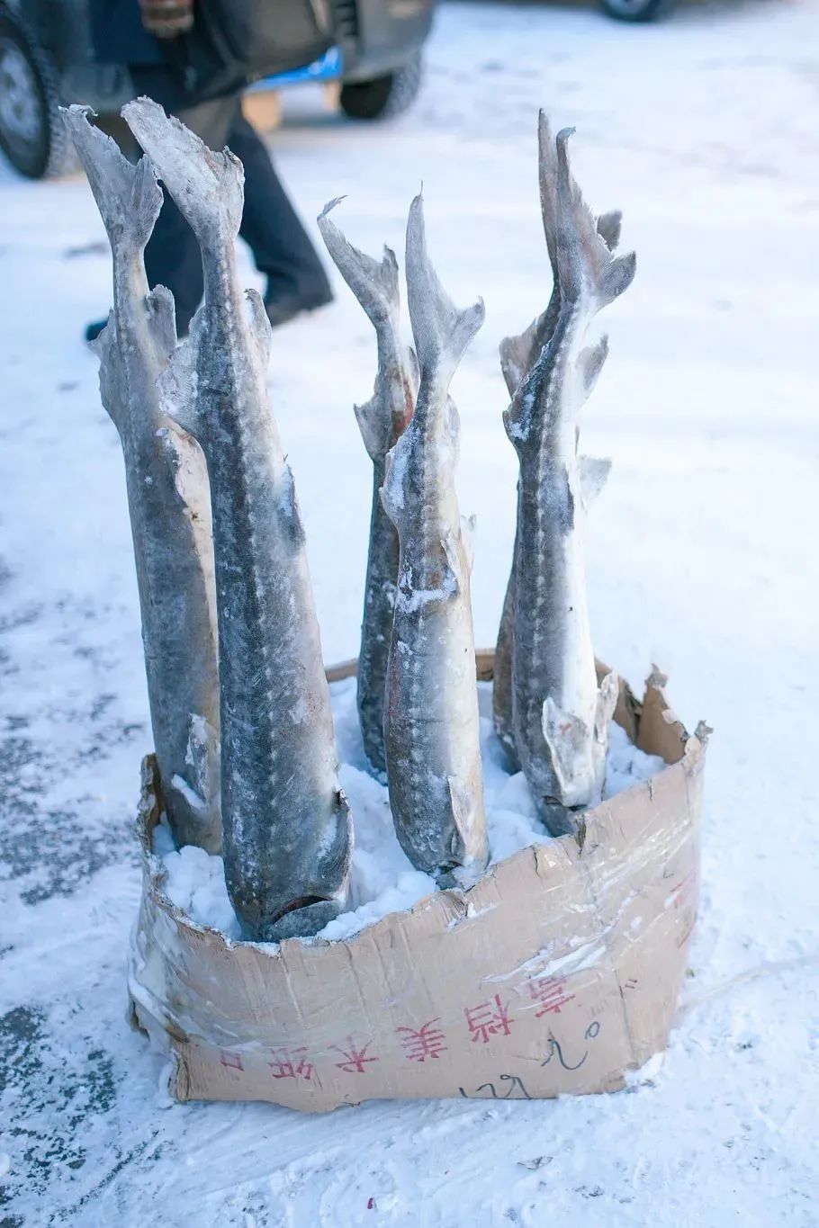 东北的早市VS南方的夜市,你站谁赢?休闲区蓝鸢梦想 - Www.slyday.coM 东北的早市VS南方的夜市,你站谁赢?休闲区蓝鸢梦想 - Www.slyday.coM