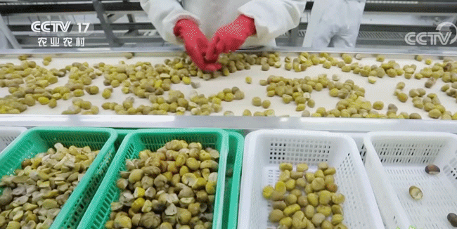 上海人秋天最爱的美食!加那么多糖的原因居然是这个→休闲区蓝鸢梦想 - Www.slyday.coM 上海人秋天最爱的美食!加那么多糖的原因居然是这个→休闲区蓝鸢梦想 - Www.slyday.coM