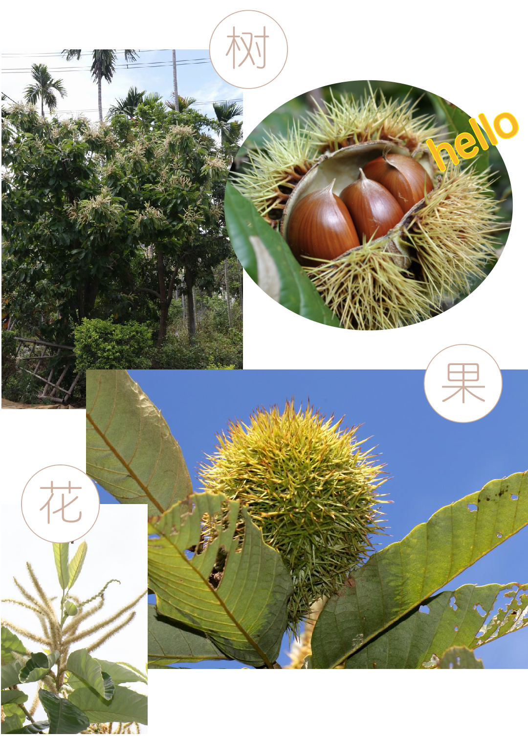 上海人秋天最爱的美食!加那么多糖的原因居然是这个→休闲区蓝鸢梦想 - Www.slyday.coM 上海人秋天最爱的美食!加那么多糖的原因居然是这个→休闲区蓝鸢梦想 - Www.slyday.coM