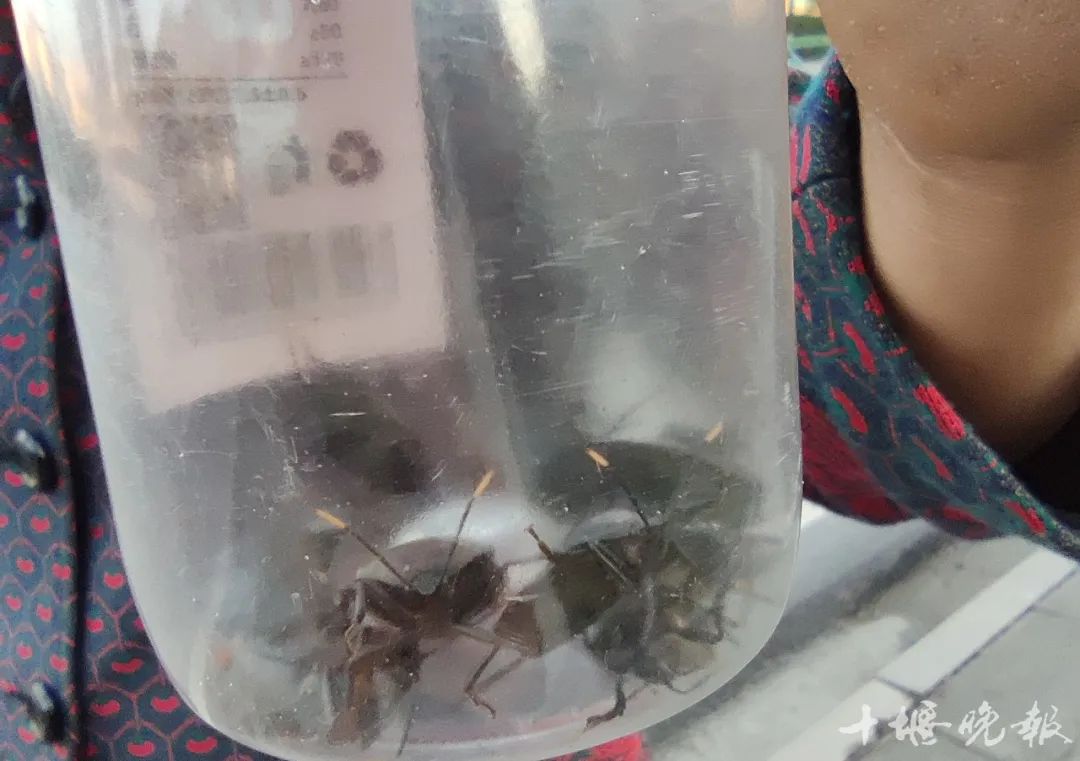 十堰这种常见的虫子能卖450元/公斤!好多人都在捡.....休闲区蓝鸢梦想 - Www.slyday.coM 十堰这种常见的虫子能卖450元/公斤!好多人都在捡.....休闲区蓝鸢梦想 - Www.slyday.coM