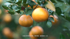 又上央视!每天都能看到它!肇庆这个农产品厉害了休闲区蓝鸢梦想 - Www.slyday.coM 又上央视!每天都能看到它!肇庆这个农产品厉害了休闲区蓝鸢梦想 - Www.slyday.coM