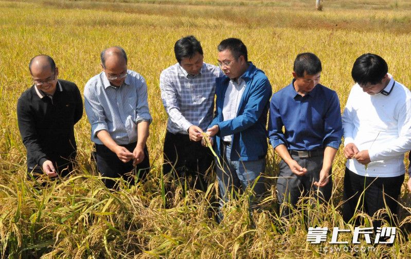 探出了新路子摸出了新经验，长沙粮食生产“四高”综合试验示范结硕果