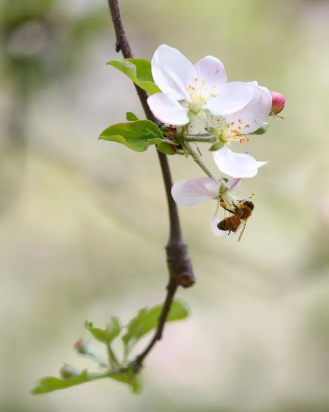 气候变化导致“昆虫末日” 人类也无法独善其身