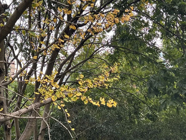 开始变色了!你准备好迎接秋日最美的“小精灵”了吗?休闲区蓝鸢梦想 - Www.slyday.coM 开始变色了!你准备好迎接秋日最美的“小精灵”了吗?休闲区蓝鸢梦想 - Www.slyday.coM