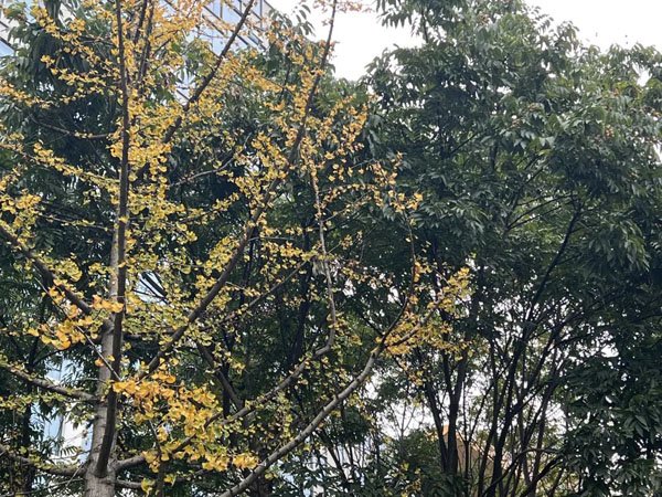 开始变色了!你准备好迎接秋日最美的“小精灵”了吗?休闲区蓝鸢梦想 - Www.slyday.coM 开始变色了!你准备好迎接秋日最美的“小精灵”了吗?休闲区蓝鸢梦想 - Www.slyday.coM