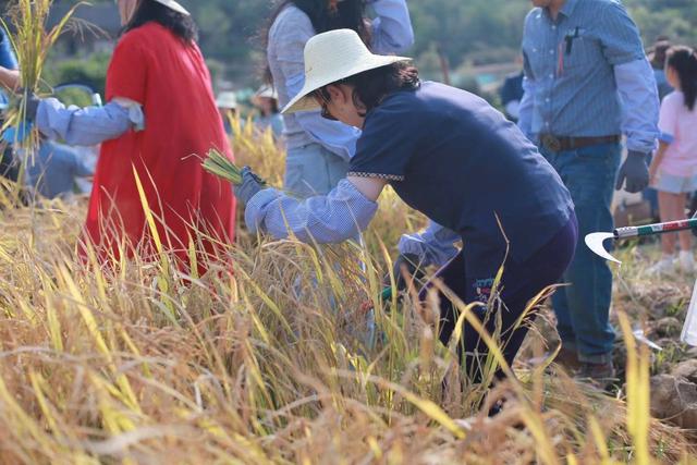 京山新名片:农场里走出的乡村振兴路休闲区蓝鸢梦想 - Www.slyday.coM 京山新名片:农场里走出的乡村振兴路休闲区蓝鸢梦想 - Www.slyday.coM