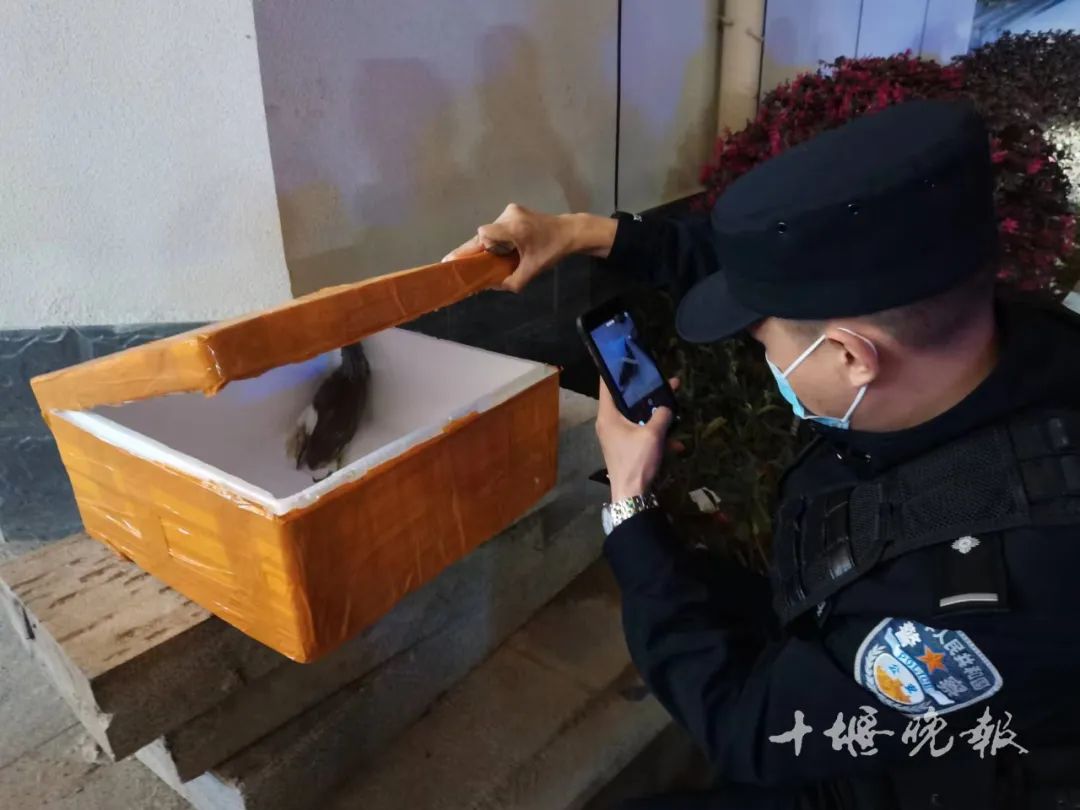 晚上10点,十堰一处绿化带里发现的…这是个啥?休闲区蓝鸢梦想 - Www.slyday.coM 晚上10点,十堰一处绿化带里发现的…这是个啥?休闲区蓝鸢梦想 - Www.slyday.coM