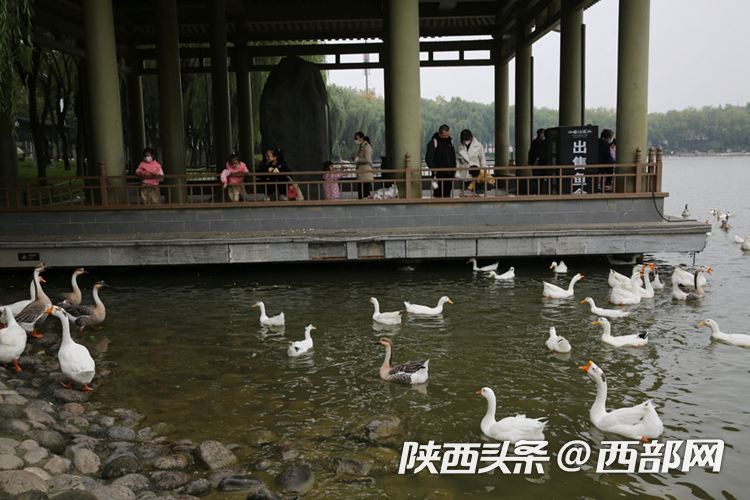 视频丨成都华阳池鹅鸭成群结队成一景街坊带娃观看投喂–星晚资源网抖音视频素材库-高清正版无水印图片文案下载-星晚资源网自媒体技巧2 视频丨成都华阳池鹅鸭成群结队成一景街坊带娃观看投喂–星晚资源网抖音视频素材库-高清正版无水印图片文案下载-星晚资源网自媒体技巧2
