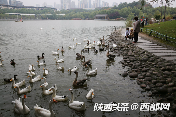 视频丨成都华阳池鹅鸭成群结队成一景街坊带娃观看投喂–星晚资源网抖音视频素材库-高清正版无水印图片文案下载-星晚资源网自媒体技巧3 视频丨成都华阳池鹅鸭成群结队成一景街坊带娃观看投喂–星晚资源网抖音视频素材库-高清正版无水印图片文案下载-星晚资源网自媒体技巧3