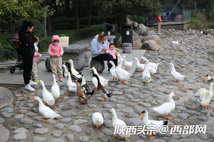 视频丨成都华阳池鹅鸭成群结队成一景街坊带娃观看投喂–星晚资源网抖音视频素材库-高清正版无水印图片文案下载-星晚资源网自媒体技巧1 视频丨成都华阳池鹅鸭成群结队成一景街坊带娃观看投喂–星晚资源网抖音视频素材库-高清正版无水印图片文案下载-星晚资源网自媒体技巧1