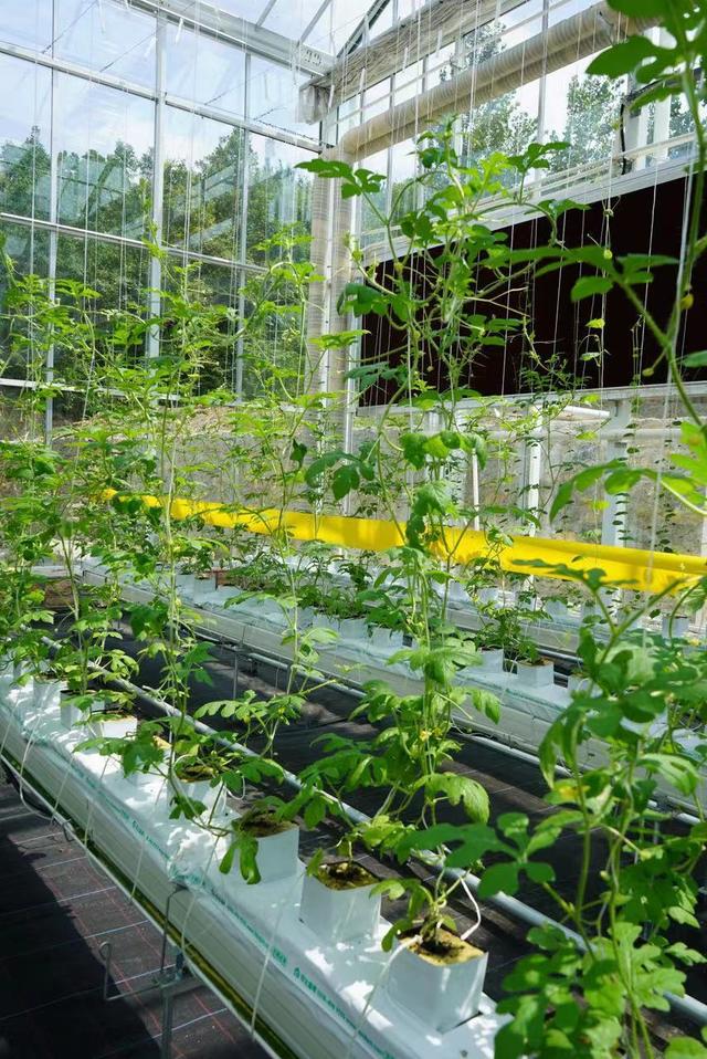 京山新名片:农场里走出的乡村振兴路休闲区蓝鸢梦想 - Www.slyday.coM 京山新名片:农场里走出的乡村振兴路休闲区蓝鸢梦想 - Www.slyday.coM