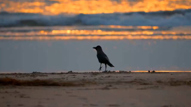 在海边看到一只蹦蹦跳跳的小鸟 新的一月也要开心！