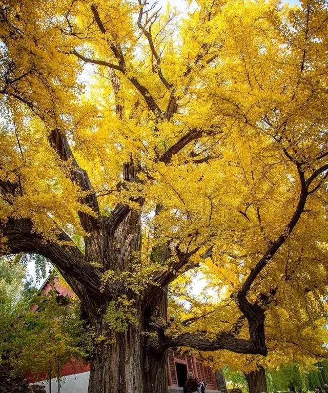 秋意正浓,来一场与秋天的约会吧休闲区蓝鸢梦想 - Www.slyday.coM 秋意正浓,来一场与秋天的约会吧休闲区蓝鸢梦想 - Www.slyday.coM