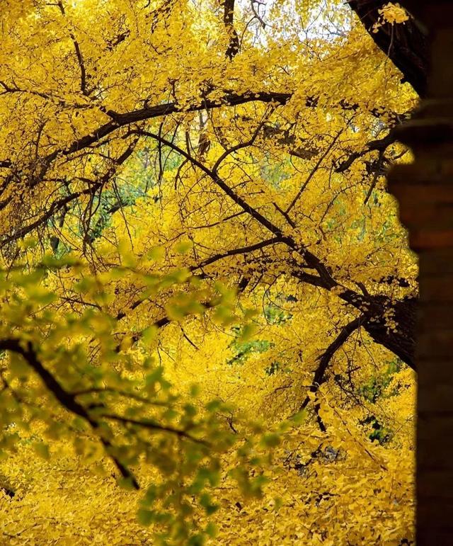 秋意正浓,来一场与秋天的约会吧休闲区蓝鸢梦想 - Www.slyday.coM 秋意正浓,来一场与秋天的约会吧休闲区蓝鸢梦想 - Www.slyday.coM