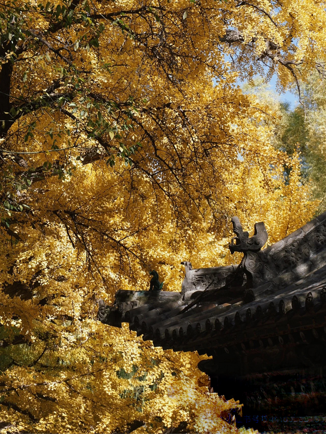 秋意正浓,来一场与秋天的约会吧休闲区蓝鸢梦想 - Www.slyday.coM 秋意正浓,来一场与秋天的约会吧休闲区蓝鸢梦想 - Www.slyday.coM