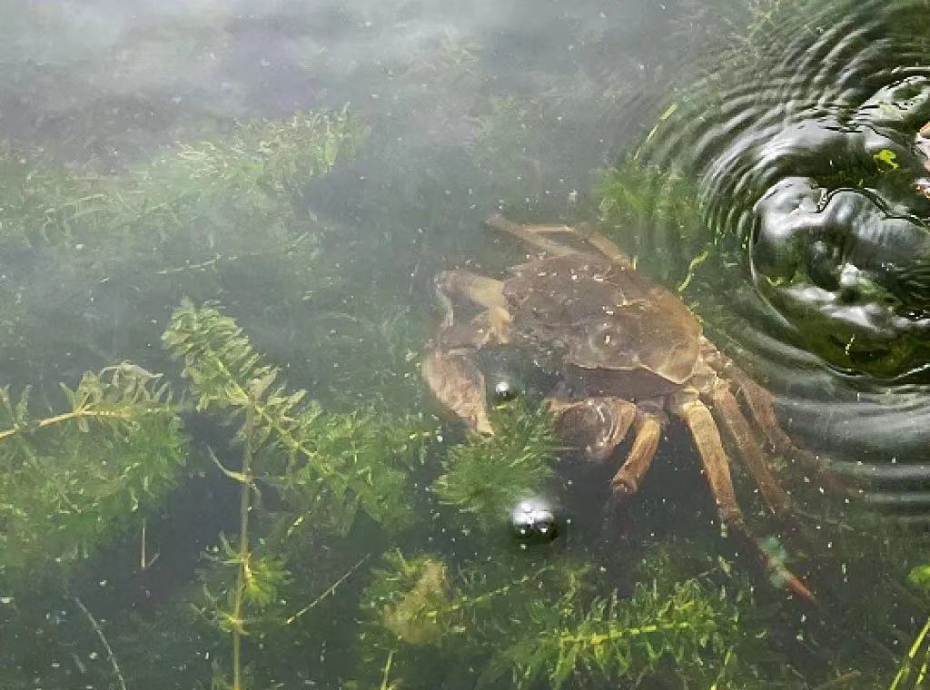 上海大闸蟹有了新品牌,金山吕巷新贵大闸蟹第一届开捕节开捕休闲区蓝鸢梦想 - Www.slyday.coM 上海大闸蟹有了新品牌,金山吕巷新贵大闸蟹第一届开捕节开捕休闲区蓝鸢梦想 - Www.slyday.coM