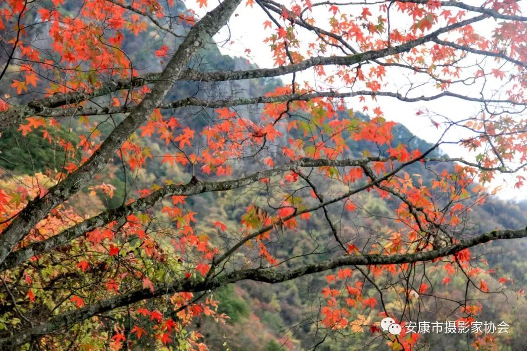 摄影大咖镜头下的岚皋,是什么样子?【959推荐】休闲区蓝鸢梦想 - Www.slyday.coM 摄影大咖镜头下的岚皋,是什么样子?【959推荐】休闲区蓝鸢梦想 - Www.slyday.coM