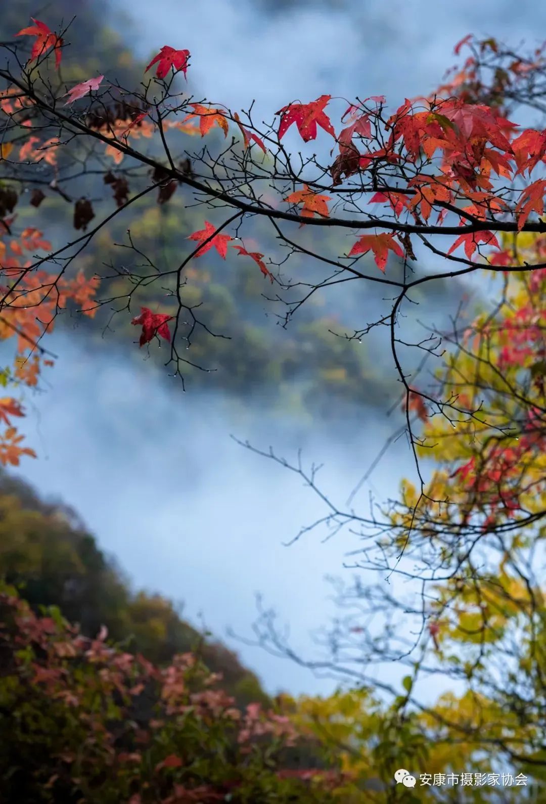 摄影大咖镜头下的岚皋,是什么样子?【959推荐】休闲区蓝鸢梦想 - Www.slyday.coM 摄影大咖镜头下的岚皋,是什么样子?【959推荐】休闲区蓝鸢梦想 - Www.slyday.coM