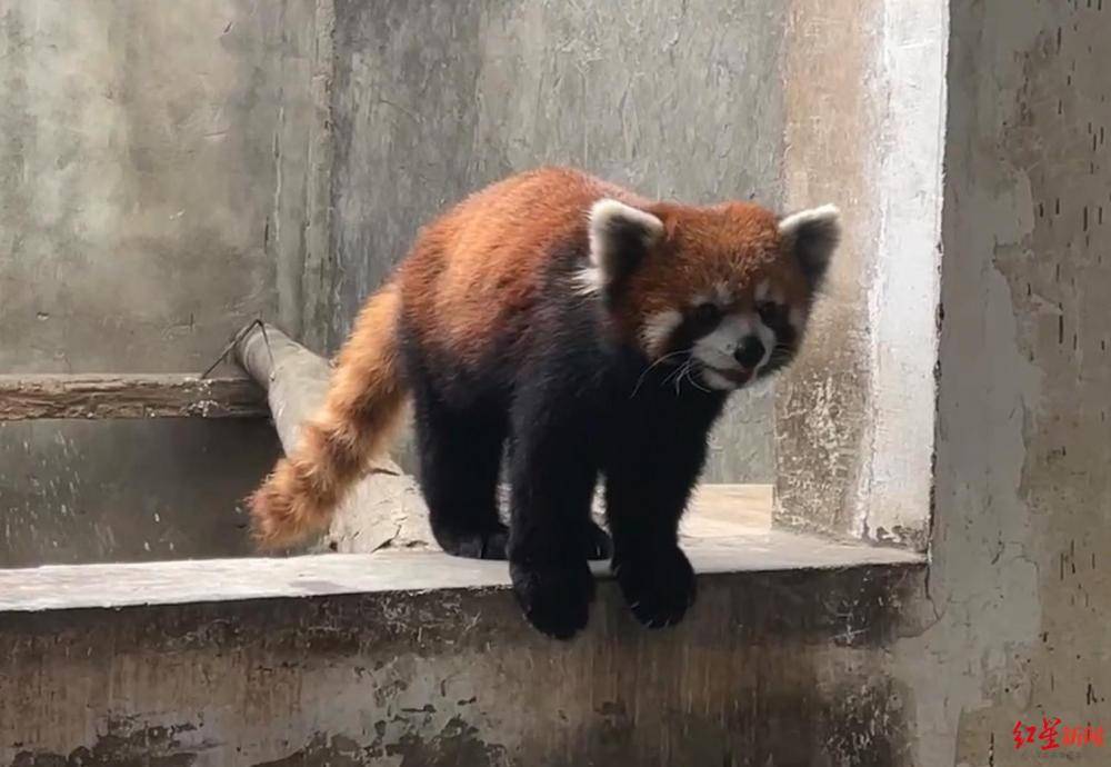 每只叫卖35万元!猎捕收售野生小熊猫团伙落网:警方查扣63只小熊猫活体休闲区蓝鸢梦想 - Www.slyday.coM 每只叫卖35万元!猎捕收售野生小熊猫团伙落网:警方查扣63只小熊猫活体休闲区蓝鸢梦想 - Www.slyday.coM