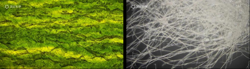 中国科大宣纸创意作品“见微知纸”被世界技能博物馆永久收藏休闲区蓝鸢梦想 - Www.slyday.coM 中国科大宣纸创意作品“见微知纸”被世界技能博物馆永久收藏休闲区蓝鸢梦想 - Www.slyday.coM