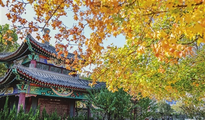 人民公园里的中式园林与秋色相得益彰 。