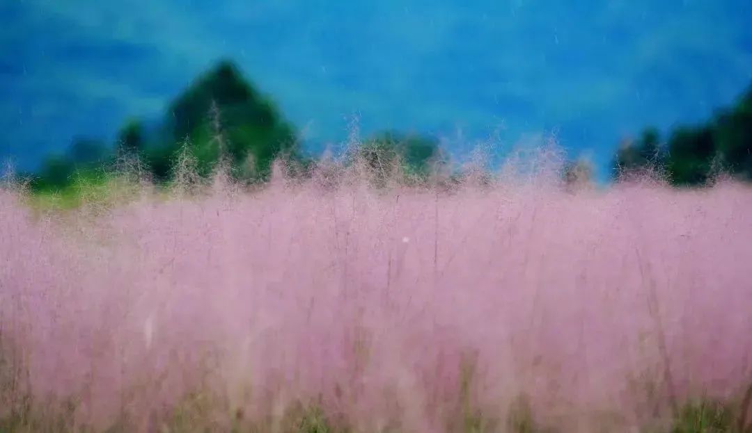 张家界一年一次的粉色约会 简直少女感爆棚!休闲区蓝鸢梦想 - Www.slyday.coM 张家界一年一次的粉色约会 简直少女感爆棚!休闲区蓝鸢梦想 - Www.slyday.coM