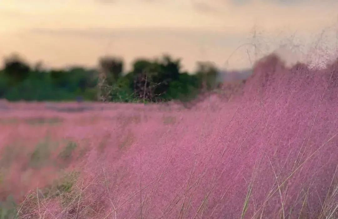 张家界一年一次的粉色约会 简直少女感爆棚!休闲区蓝鸢梦想 - Www.slyday.coM 张家界一年一次的粉色约会 简直少女感爆棚!休闲区蓝鸢梦想 - Www.slyday.coM