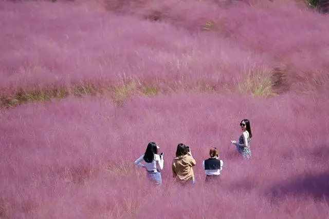 张家界一年一次的粉色约会 简直少女感爆棚!休闲区蓝鸢梦想 - Www.slyday.coM 张家界一年一次的粉色约会 简直少女感爆棚!休闲区蓝鸢梦想 - Www.slyday.coM