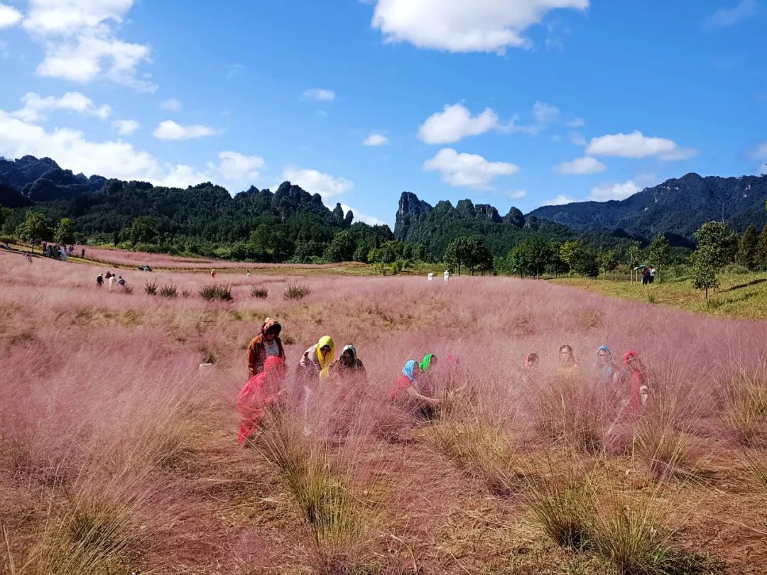 张家界一年一次的粉色约会 简直少女感爆棚!休闲区蓝鸢梦想 - Www.slyday.coM 张家界一年一次的粉色约会 简直少女感爆棚!休闲区蓝鸢梦想 - Www.slyday.coM