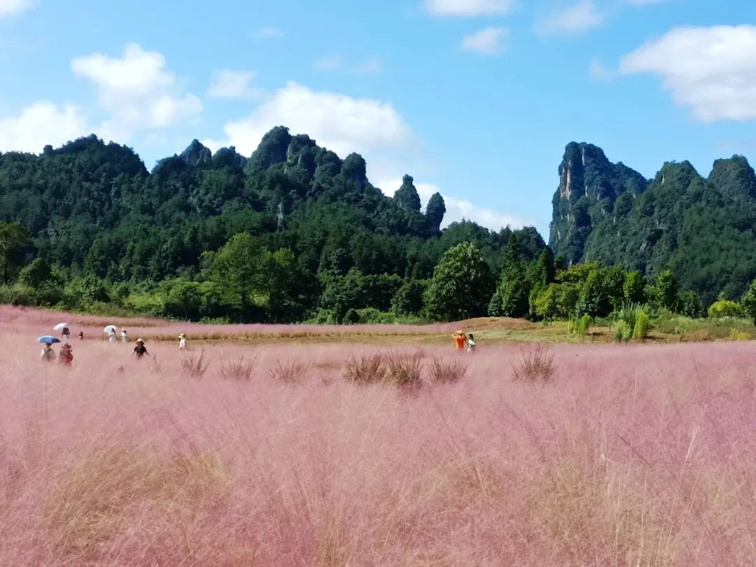 张家界一年一次的粉色约会 简直少女感爆棚!休闲区蓝鸢梦想 - Www.slyday.coM 张家界一年一次的粉色约会 简直少女感爆棚!休闲区蓝鸢梦想 - Www.slyday.coM